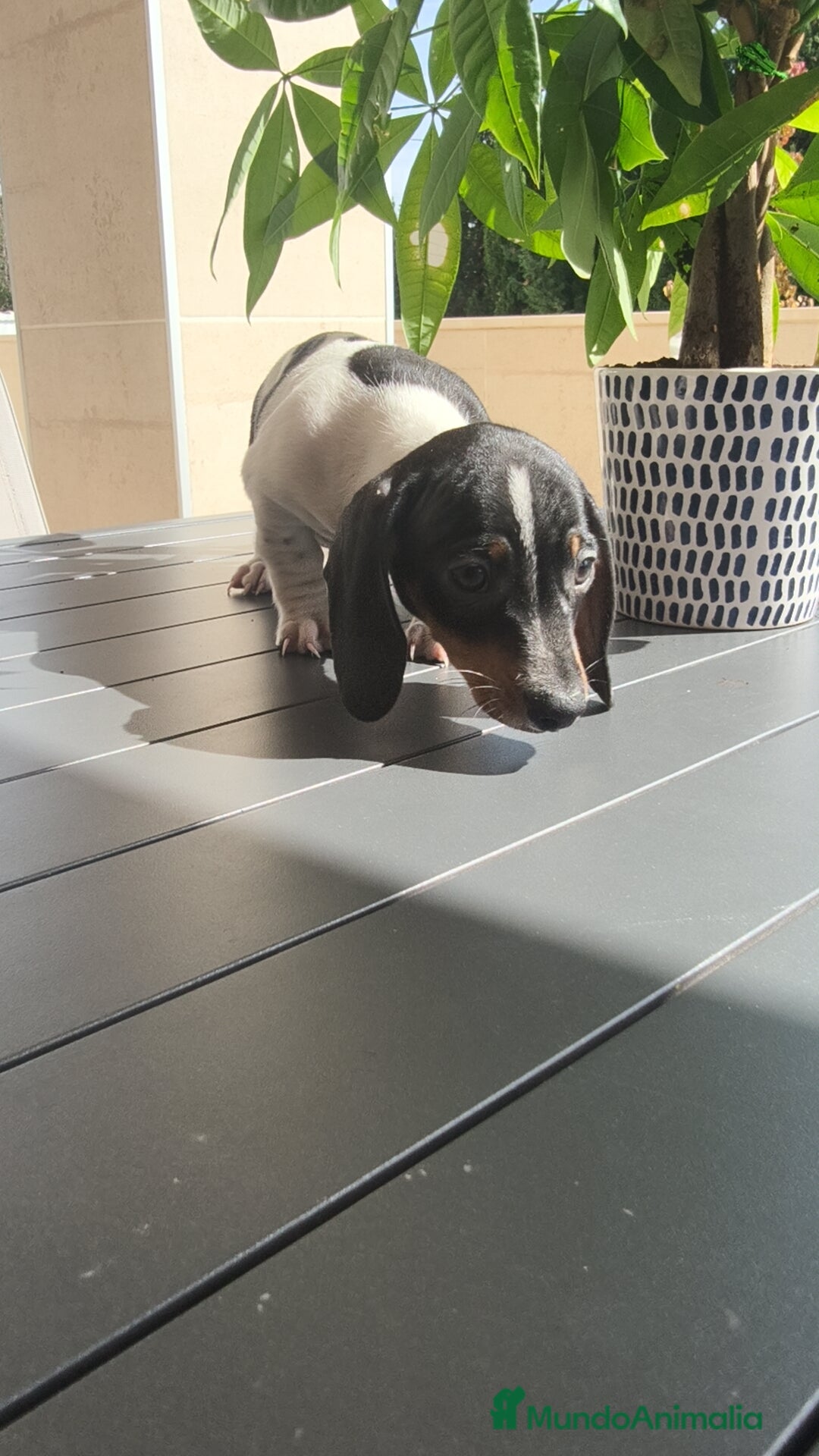 Teckel Miniatura perros en venta: Teckel pielbad mini ♂️ - Imagen 1