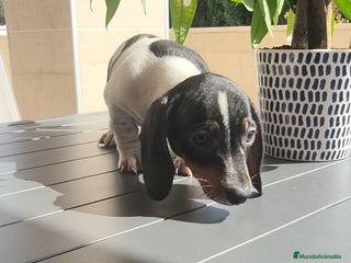 Teckel Miniatura perros - Anuncio 5