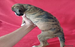 Boxer perros en venta: Bóxer  - Imagen 3