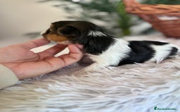 Yorkshire Terrier perros en venta: YORKSHIRE BIEWER - Anuncio 7