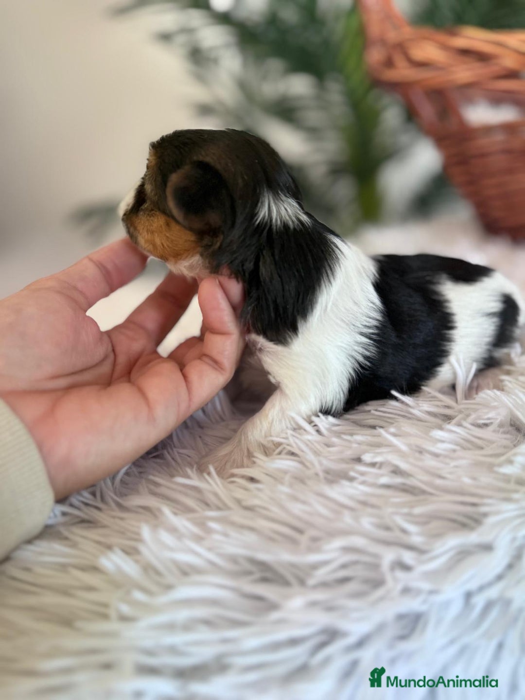 Yorkshire Terrier perros en venta: YORKSHIRE BIEWER - Anuncio 7