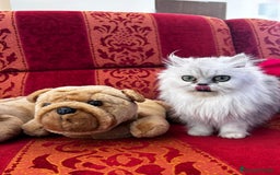 Persa gatos en venta: Gatos Persa camada - Imagen 1