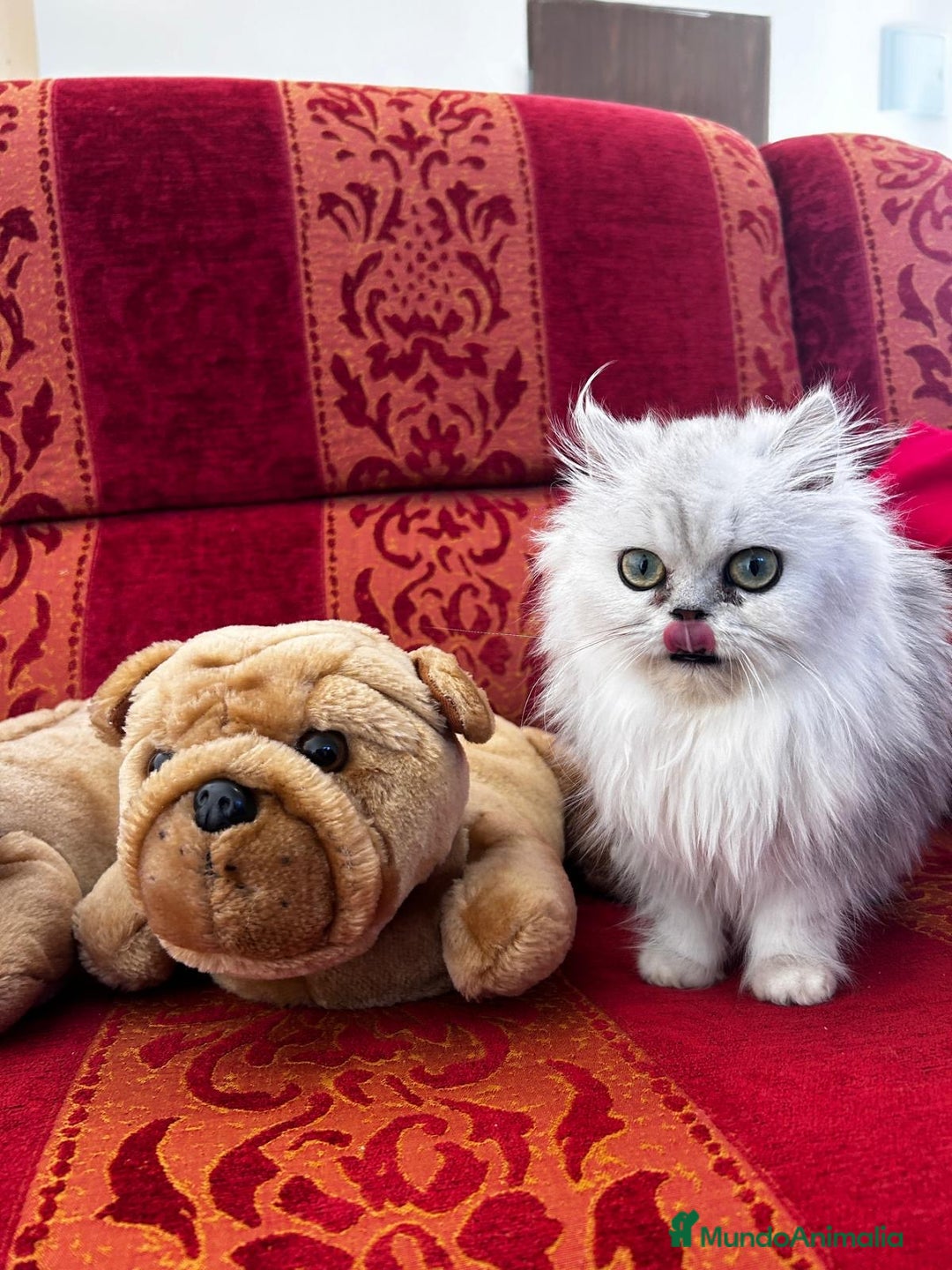 Persa gatos en venta: Gatos Persa camada - Imagen 1