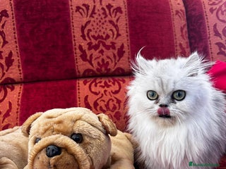 Persa gatos - Anuncio 2