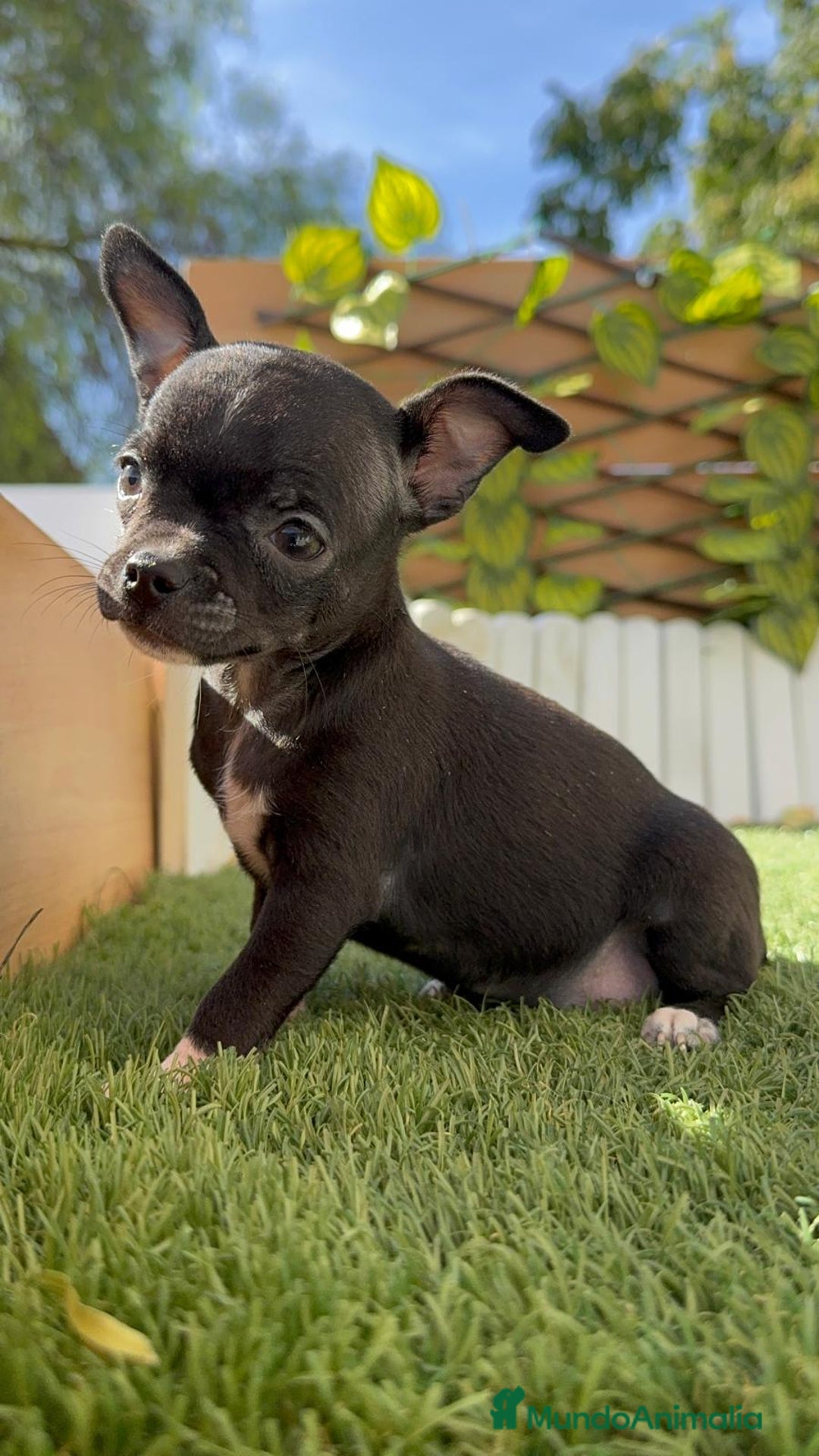 Chihuahua perros en venta: CHIHUAHUA HEMBRA - Imagen 11
