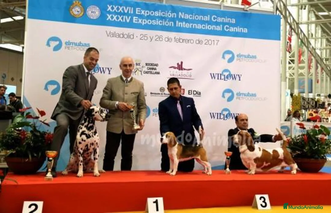 Imagen de galería {{count}}