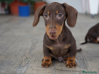 Teckel Miniatura perros - Anuncio 9