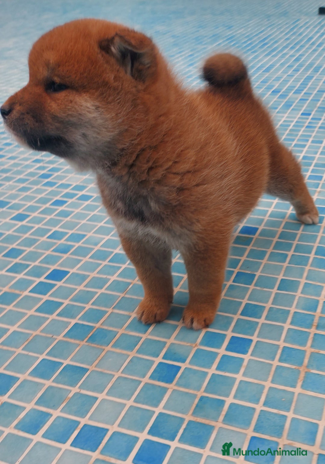 Shiba Inu perros en venta: CRIA FAMILIAR SHIBA INU - Anuncio 5