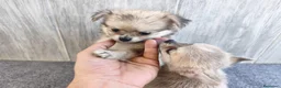 Chihuahua perros en venta: CHIHUAHUA HEMBRA PELO LARGO - Anuncio 3