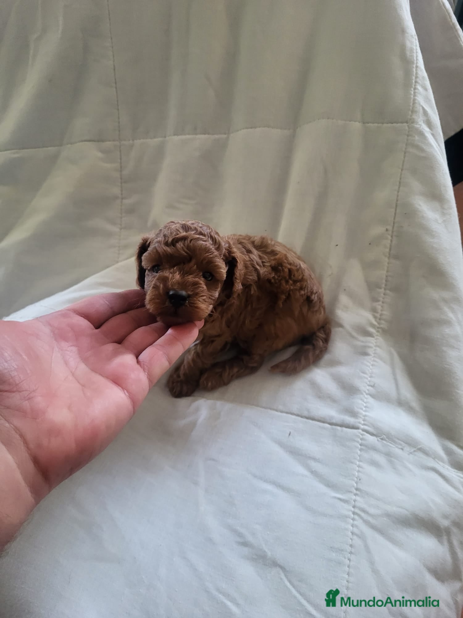 Caniche Enano perros Caniches preciosos en Barcelona - Anuncio 29