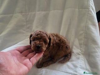 Caniche Enano perros en Barcelona - Anuncio 31