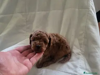 Caniche Enano perros Caniches preciosos en Barcelona - Anuncio 36