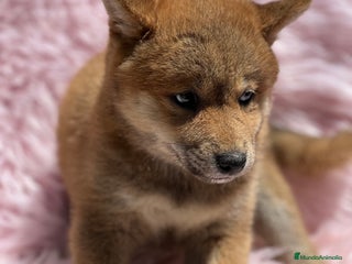Shiba Inu perros en Barcelona - Anuncio 29