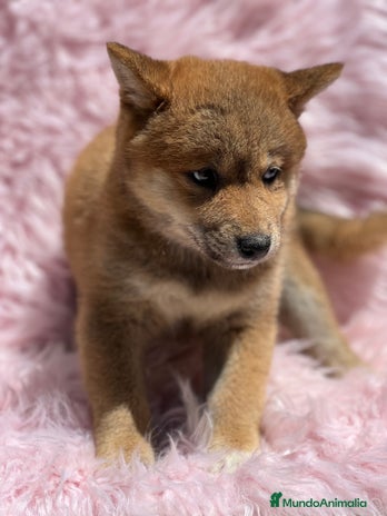 Shiba Inu perros en Barcelona - Anuncio 6