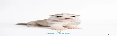 Husky Siberiano 1