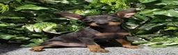 Pinscher Miniatura perros en venta: Pincher miniatura - Anuncio 3