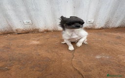 Chihuahua perros en venta: OPORTUNIDAD Macho chihuahua toy  - Anuncio 2