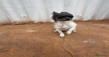 Chihuahua perros OPORTUNIDAD Macho chihuahua toy  - Anuncio 4