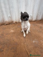 Chihuahua perros OPORTUNIDAD Macho chihuahua toy - Anuncio 8