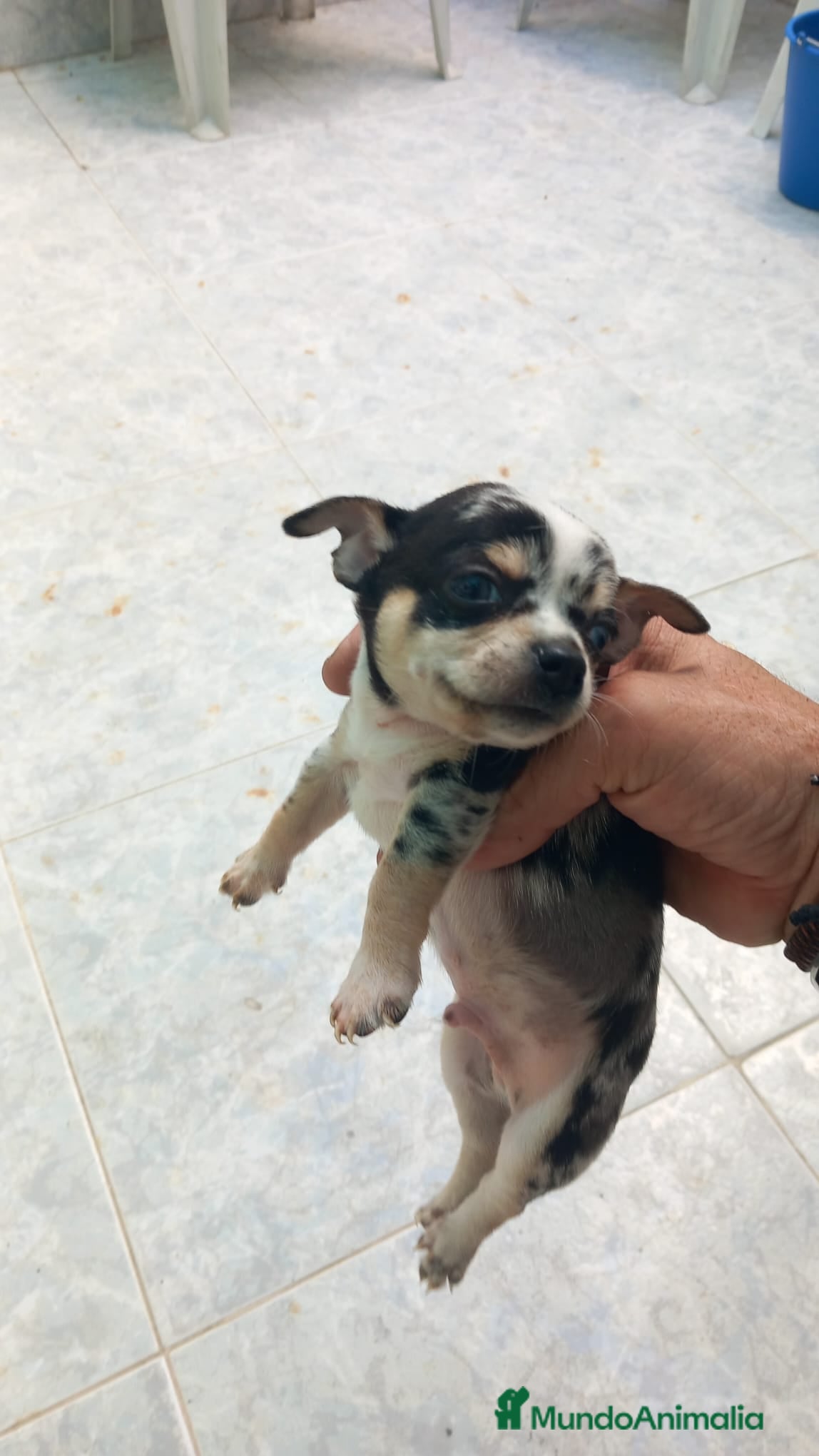 Chihuahua perros Chihuahua toys disponible  - Anuncio 1