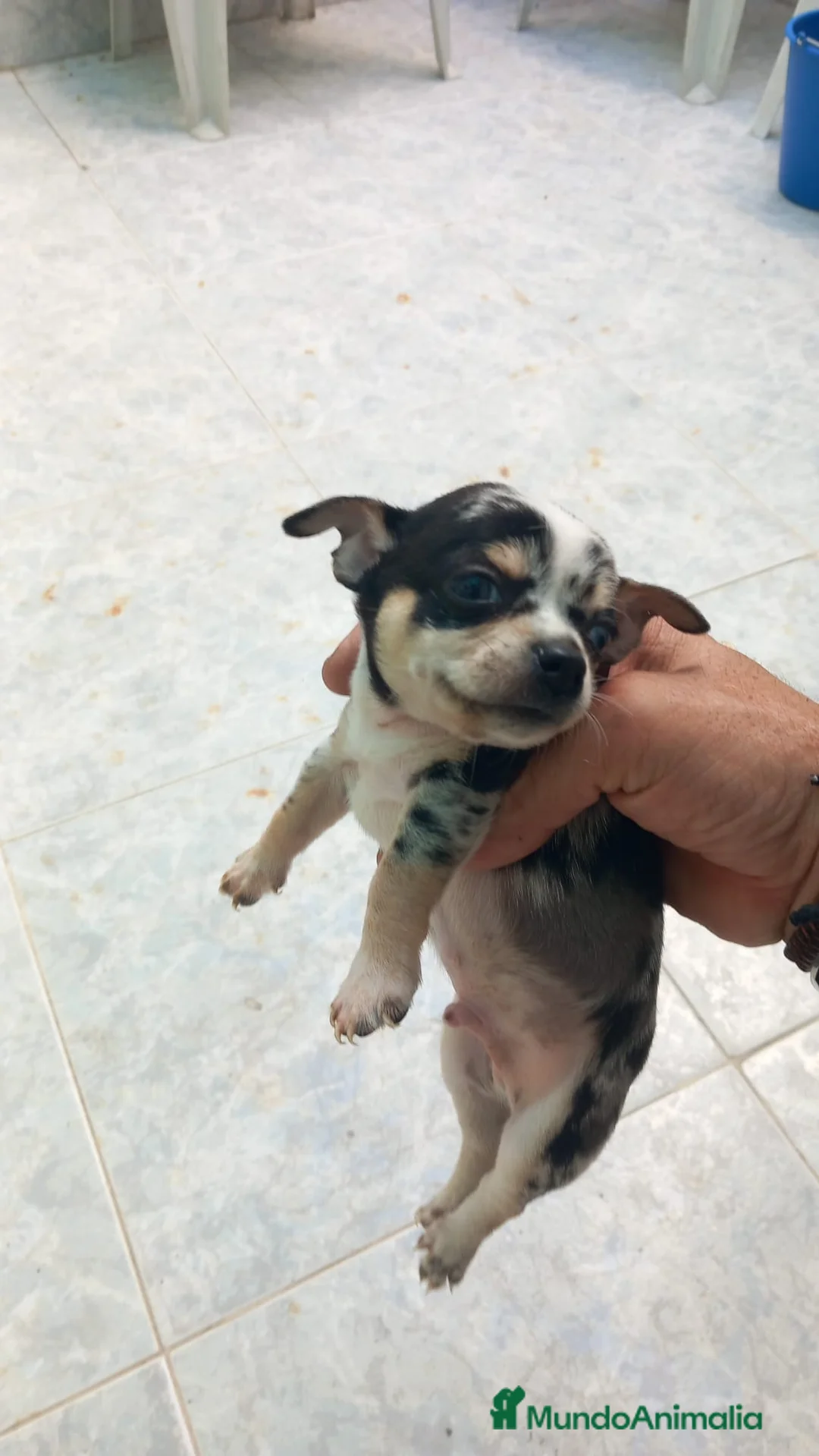 Chihuahua perros en venta: Chihuahua toys disponible  - Anuncio 1