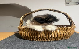 Shih Tzu perros en venta: Shih tzu - Imagen 2