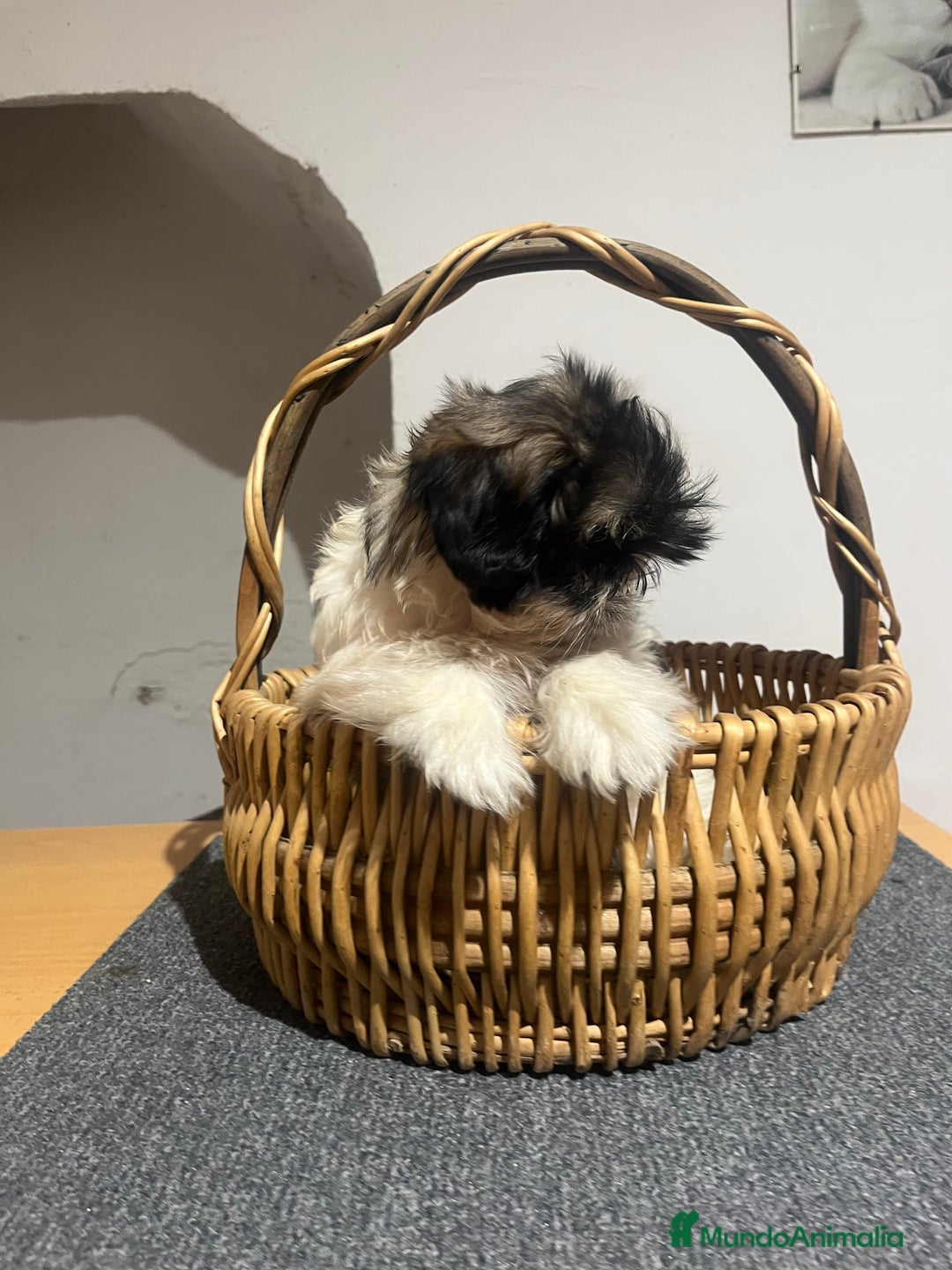 Shih Tzu perros en venta: Shih tzu - Imagen 2