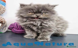 Persa gatos en venta: Persa Macho 9000 - AQUANATURA en Barcelona - Imagen 4