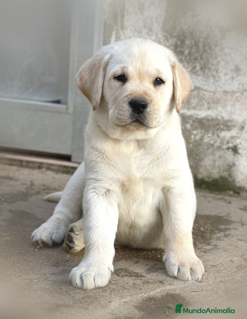 Labrador Retriever perros Cachorros de labrador Retrievers amarillo  - Anuncio 1