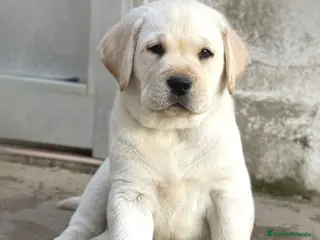 Labrador Retriever perros Cachorros de labrador Retrievers amarillo - Anuncio 1