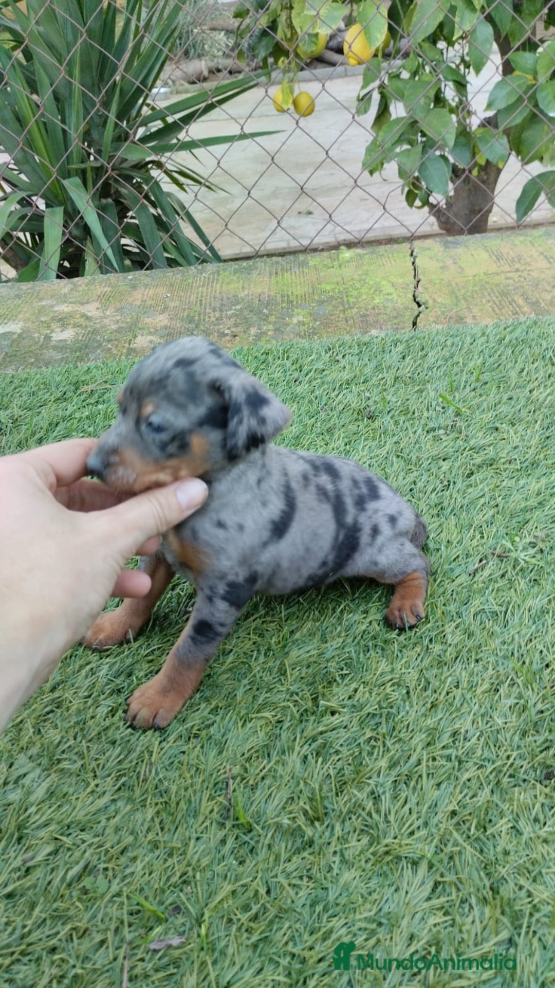 Pinscher Miniatura perros en venta: Pinscher miniatura  - Anuncio 2