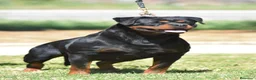 Rottweiler perros en venta: Rottvale kennel criadero desde el año 2012 en Valencia - Anuncio 10