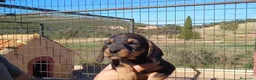 Raza Mixta perros en venta: Teckel x Bodeguero  - Anuncio 3