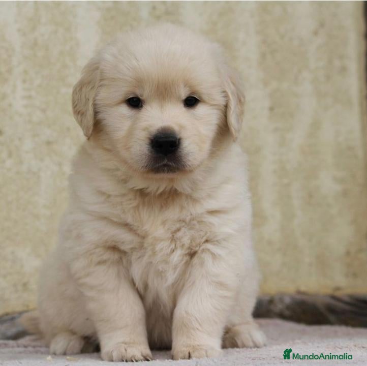Golden Retriever perros en venta: CRIADERO DE GOLDEN EN CATALUÑA  - Anuncio 2