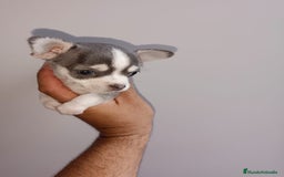 Chihuahua perros en venta: Chihuahua miniatura cabeza manzana  - Imagen 1