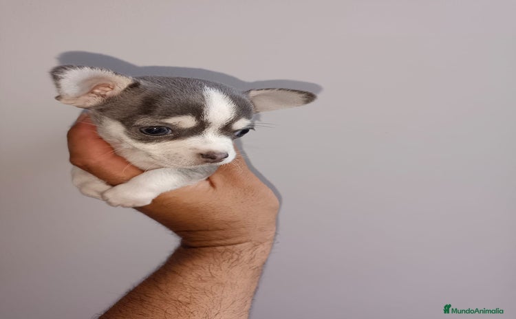 Chihuahua perros - Anuncio 2