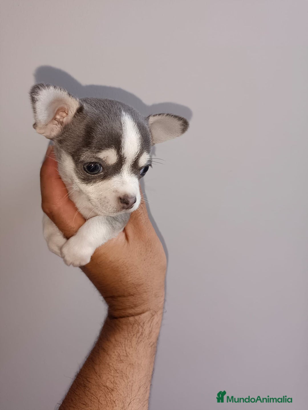 Chihuahua perros en venta: Chihuahua miniatura cabeza manzana  - Imagen 1