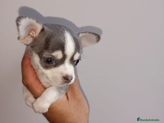 Chihuahua perros - Anuncio 2