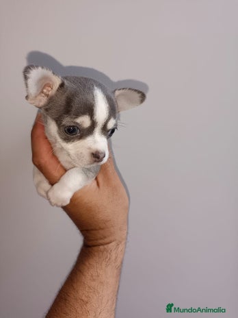 Chihuahua perros - Anuncio 1