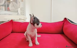 Chihuahua perros en venta: chihuahua tacita de te - Imagen 4