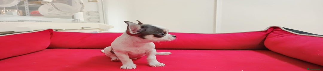 Chihuahua tacita de te