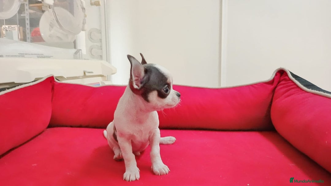 Chihuahua perros en venta: chihuahua tacita de te - Imagen 4
