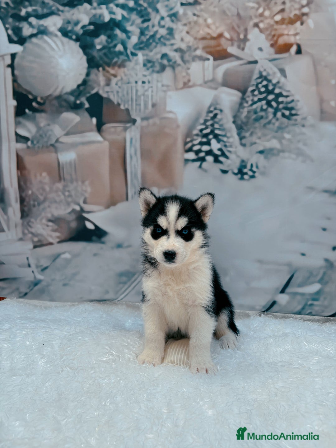 Husky Siberiano perros en venta: Cachorros husky siberianos  - Anuncio 5