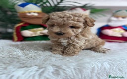 Caniche Toy perros en venta: CANICHE TOY - Anuncio 6