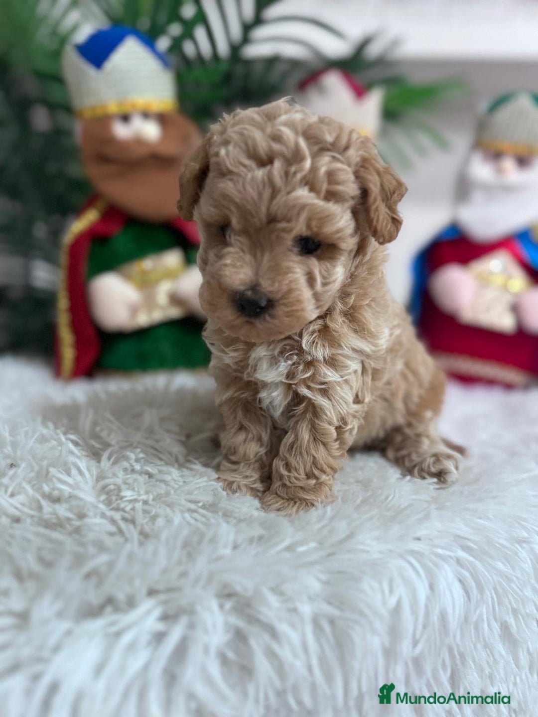 Caniche Toy perros en venta: CANICHE TOY - Anuncio 6