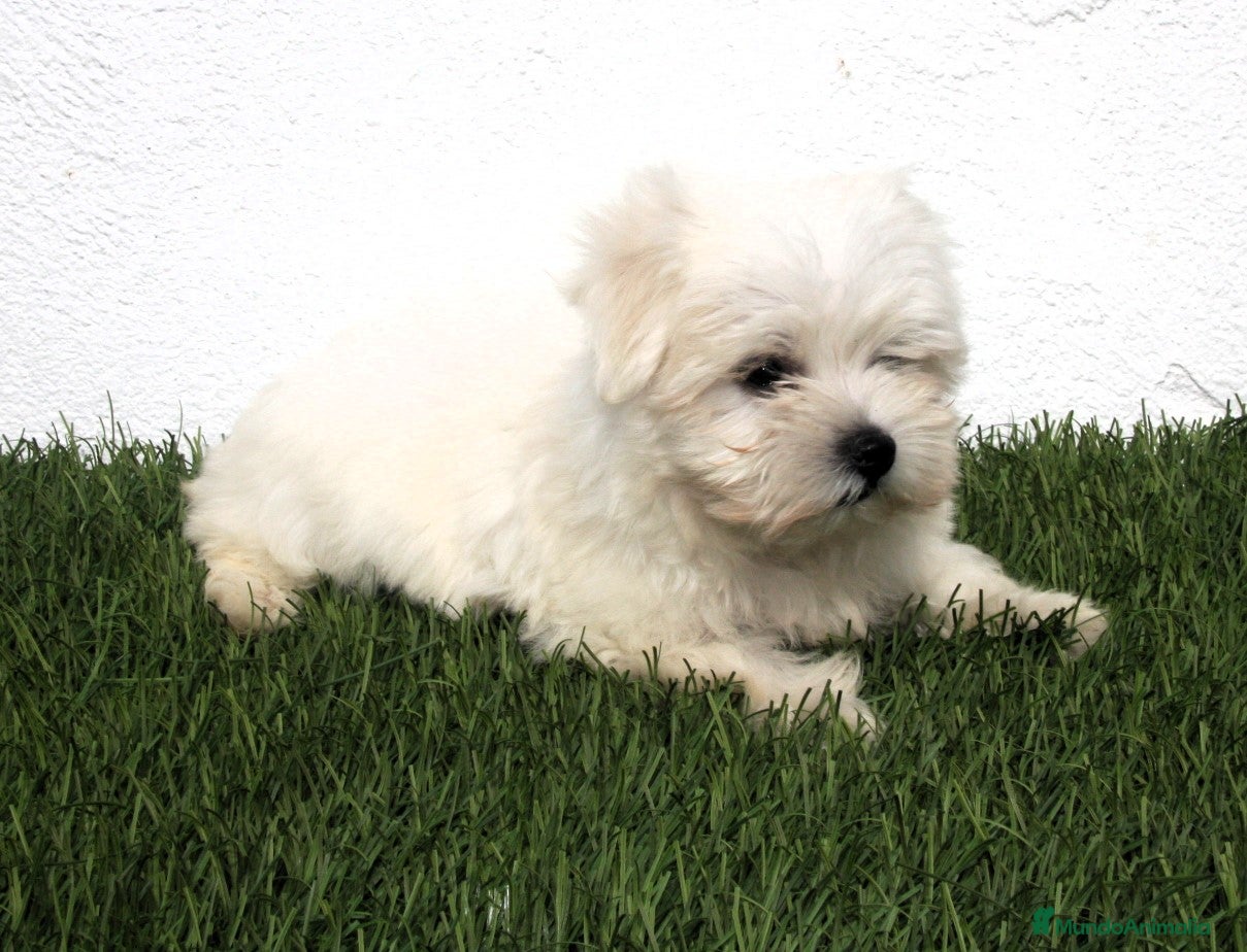 Bichón Maltés perros en venta: Bichon Maltes  - Anuncio 8