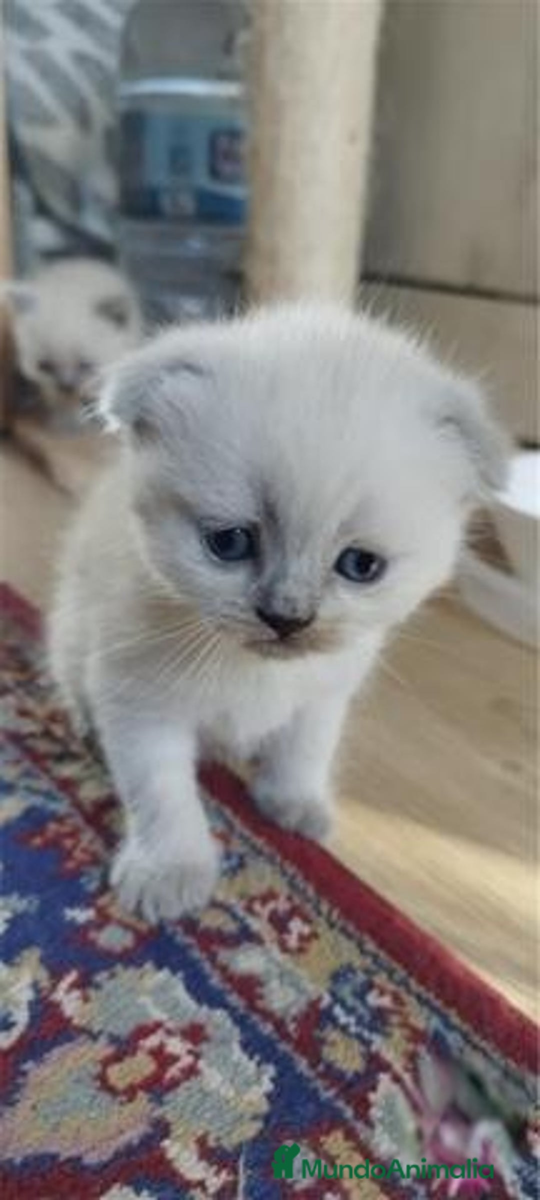Scottish Fold gatos en venta: Scottish fold sealt point en Madrid - Imagen 3