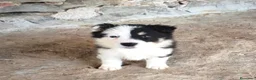 Border Collie perros en venta: Cachorros border collie varios colores! - Anuncio 3
