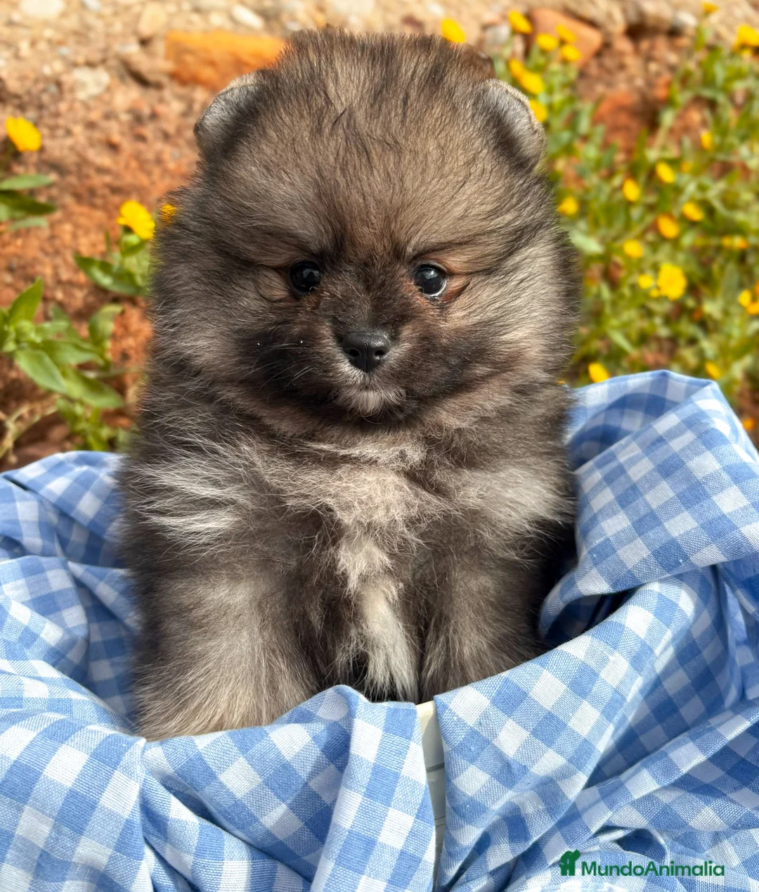Pomerania perros en venta: Lulu de Pomerania - Anuncio 3
