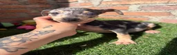 Pinscher Miniatura perros en venta: Mini pincher hembras Merle’s  - Anuncio 8